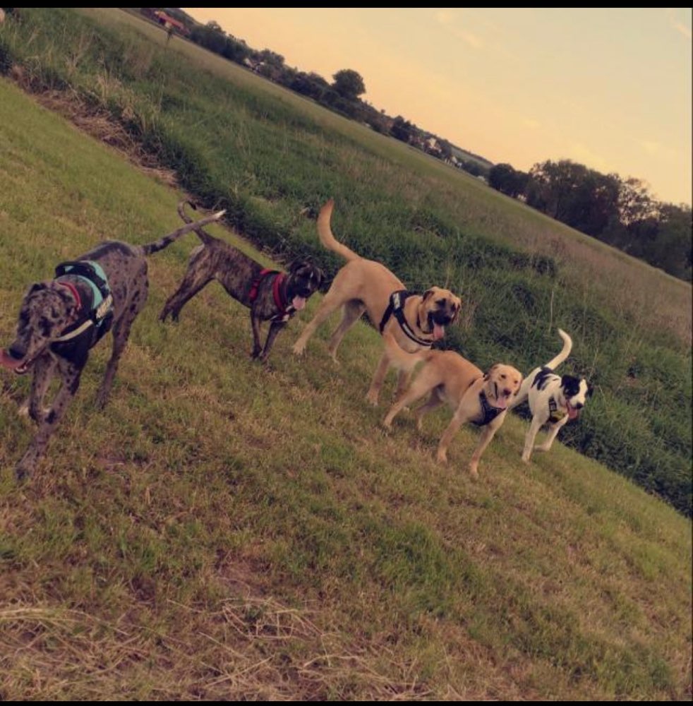 Hundetreffen-Hunde Spiel und Spaziergeh Gruppe 🥰-Profilbild