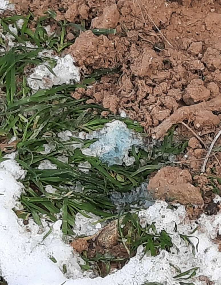 Giftköder-Verdächtige Hähnchenteile-Profilbild