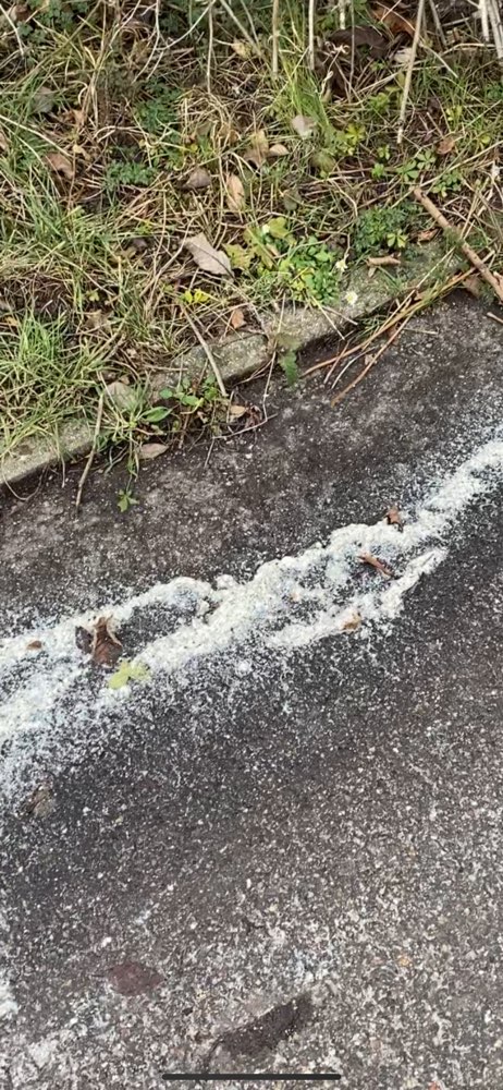 Giftköder-Evtl Giftköder, weißes Pulver mit Reis-Profilbild