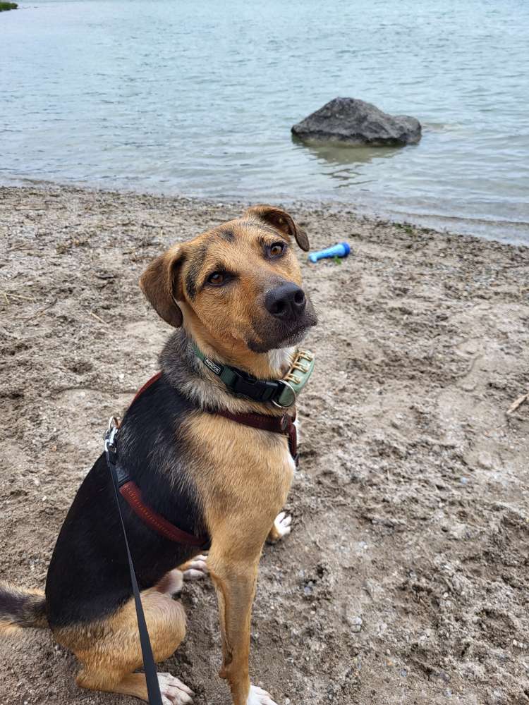 Hundetreffen-Gassi Treffen-Profilbild