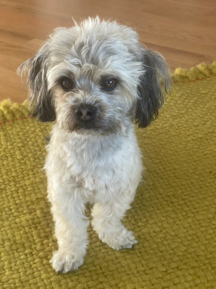 Hundetreffen-Gassirunde Spiel und Spaß-Profilbild