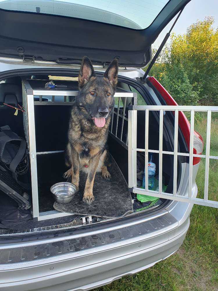 Hundetreffen-Training Hundebegegnung mit Absprache-Profilbild