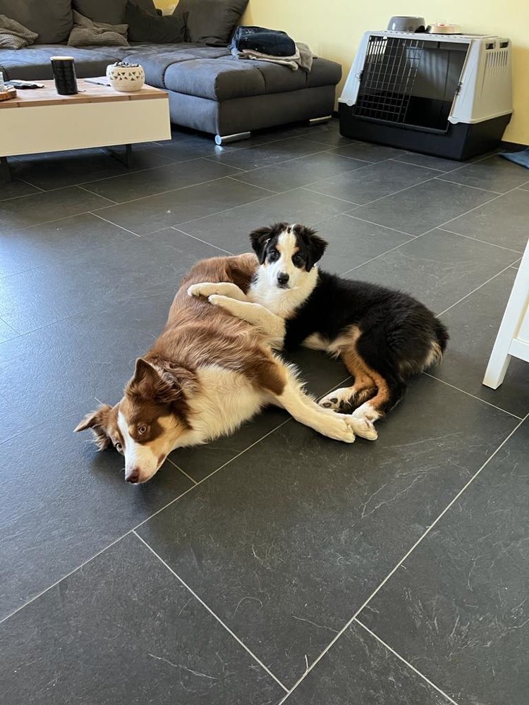 Hundetreffen-Welpen und Junghundetreffen-Profilbild