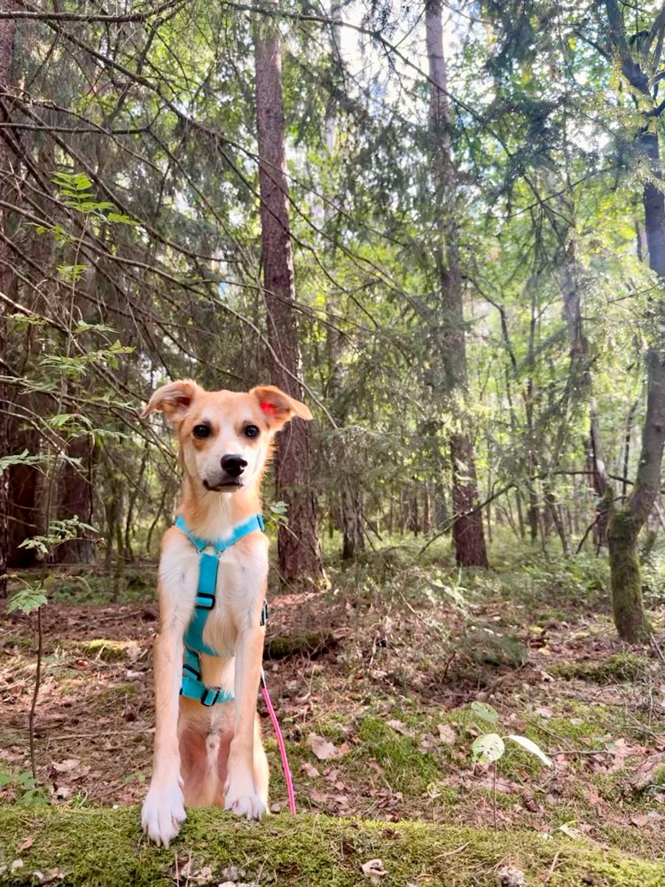 Hundetreffen-Suchen Hundekontakt :)-Profilbild