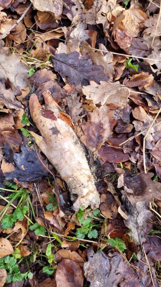 Giftköder-Giftköder auf dem Eberstein in WBK-Profilbild