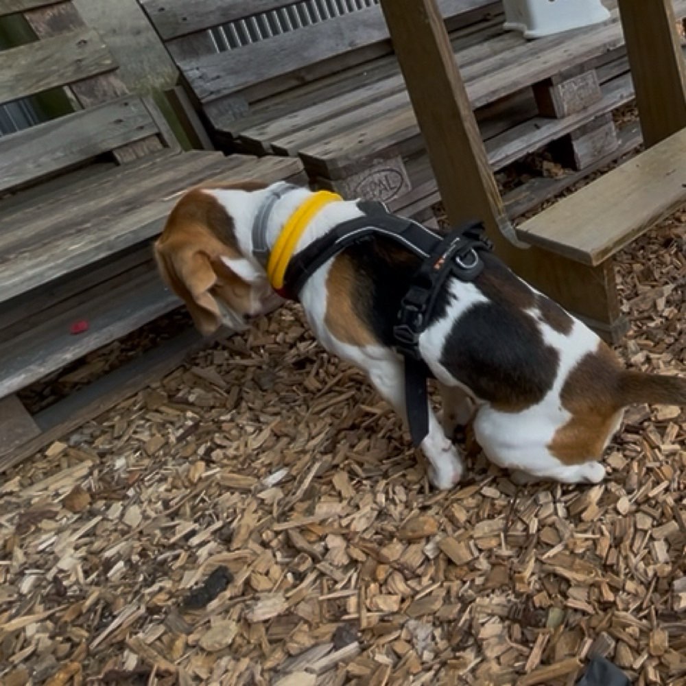 Hundetreffen-Scent Detection Trainingspartner-Profilbild