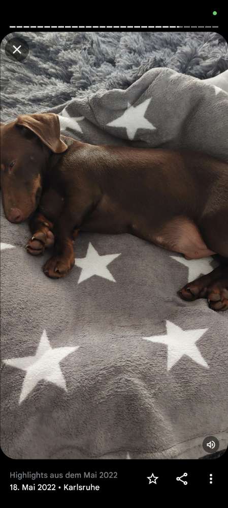 Hundetreffen-Gassi gehen-Profilbild