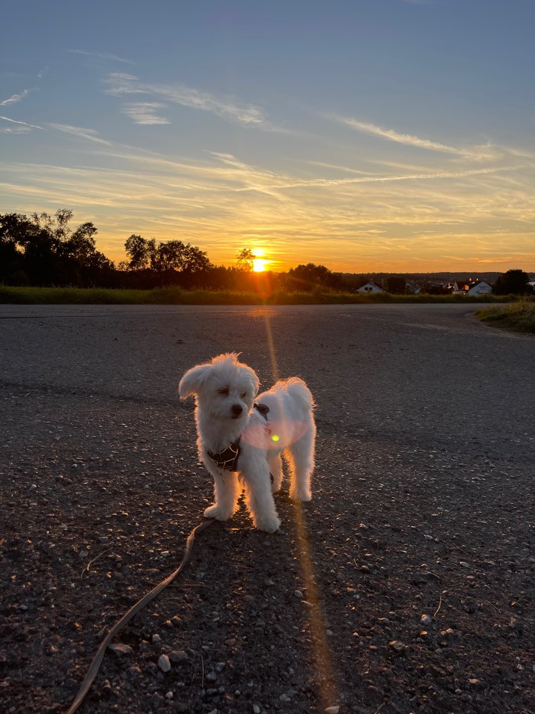 Hundetreffen-Hundefreund(in) gesucht😊-Profilbild