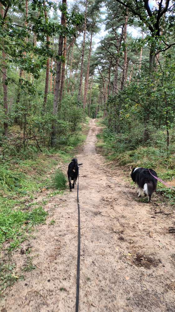 Hundetreffen-Gassitreffen / Social Walk-Profilbild
