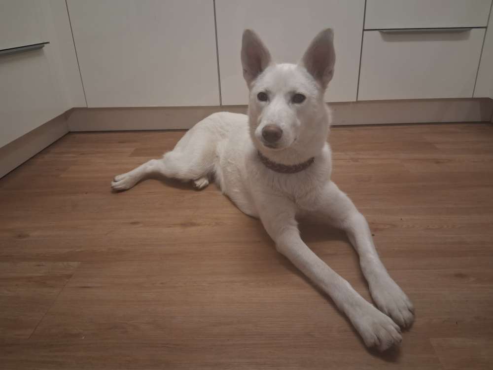 Hundetreffen-Suche Spielkameraden-Profilbild