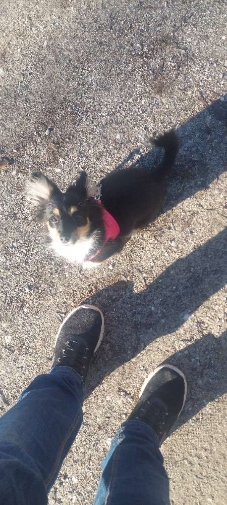 Hundetreffen-Welpen treffen-Profilbild