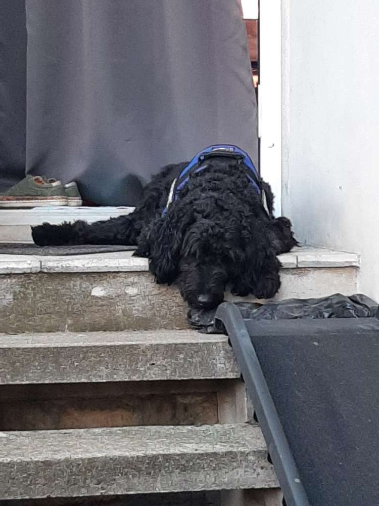 Hundetreffen-Spielkameraden für golden doodle-Profilbild