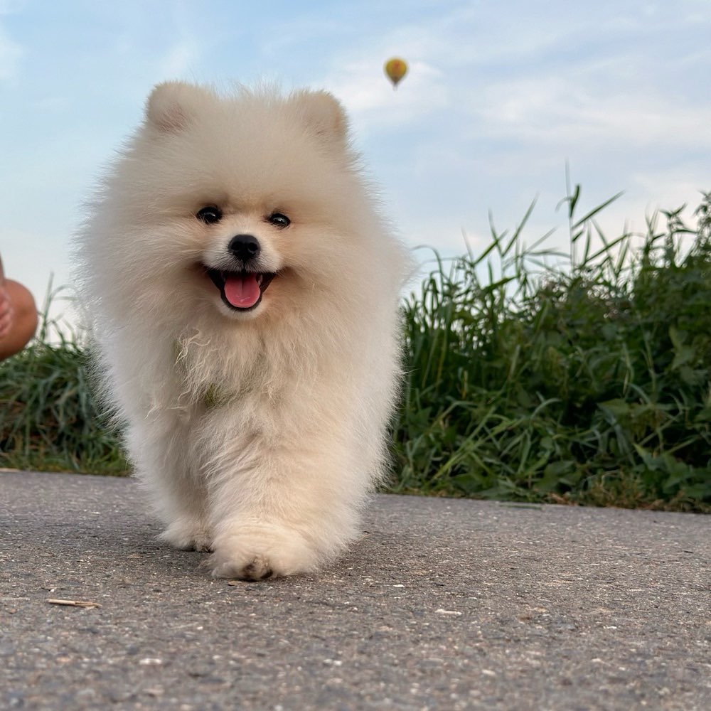 Hundetreffen-Spielrunde mit kleinen Hunden gesucht-Profilbild