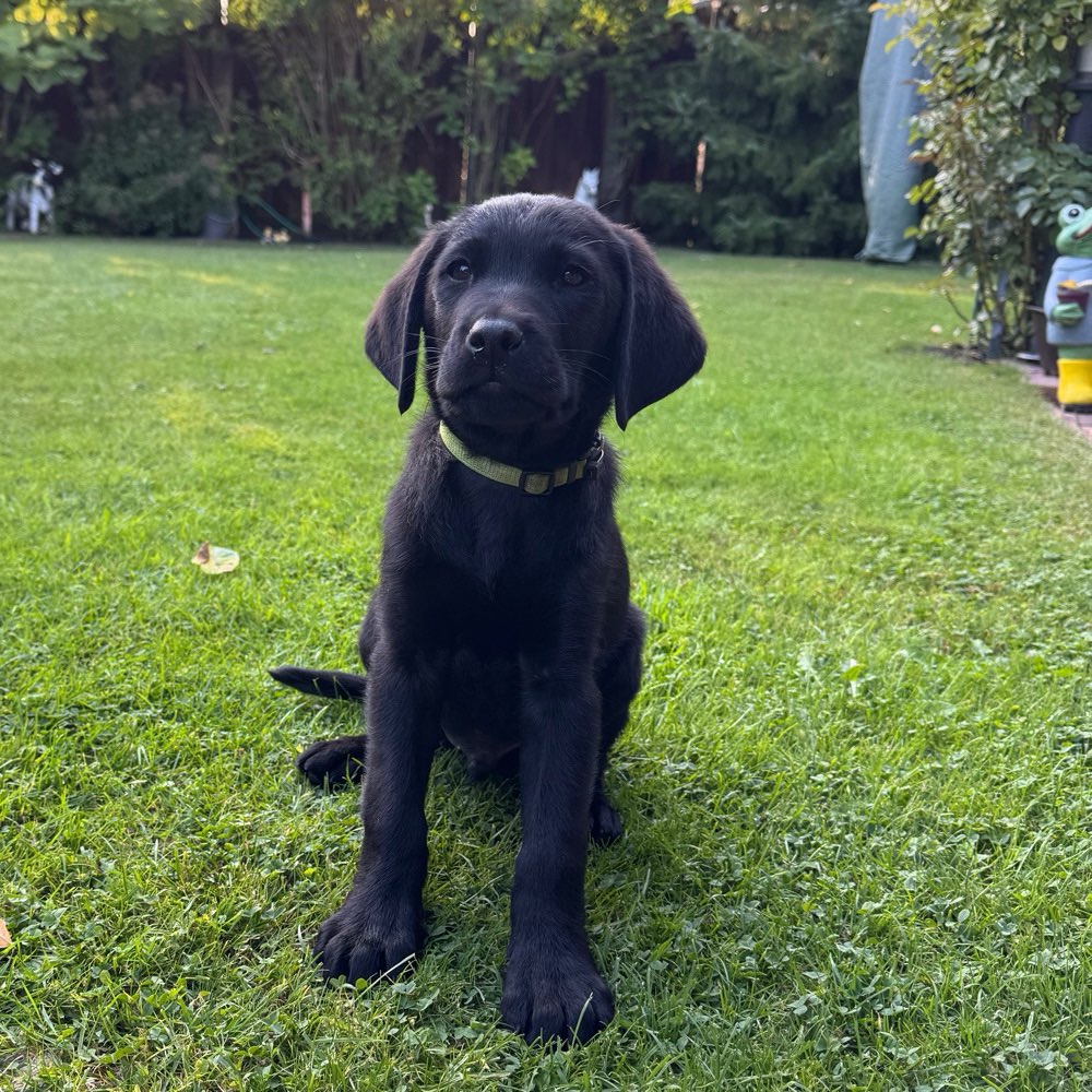 Hundetreffen-Kennenlernen Welpe Simba-Profilbild