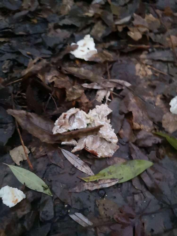 Giftköder-Möglicher Giftköder-Profilbild