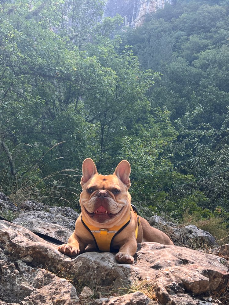 Hundetreffen-Spielpartner gesucht 🐶🐾-Profilbild