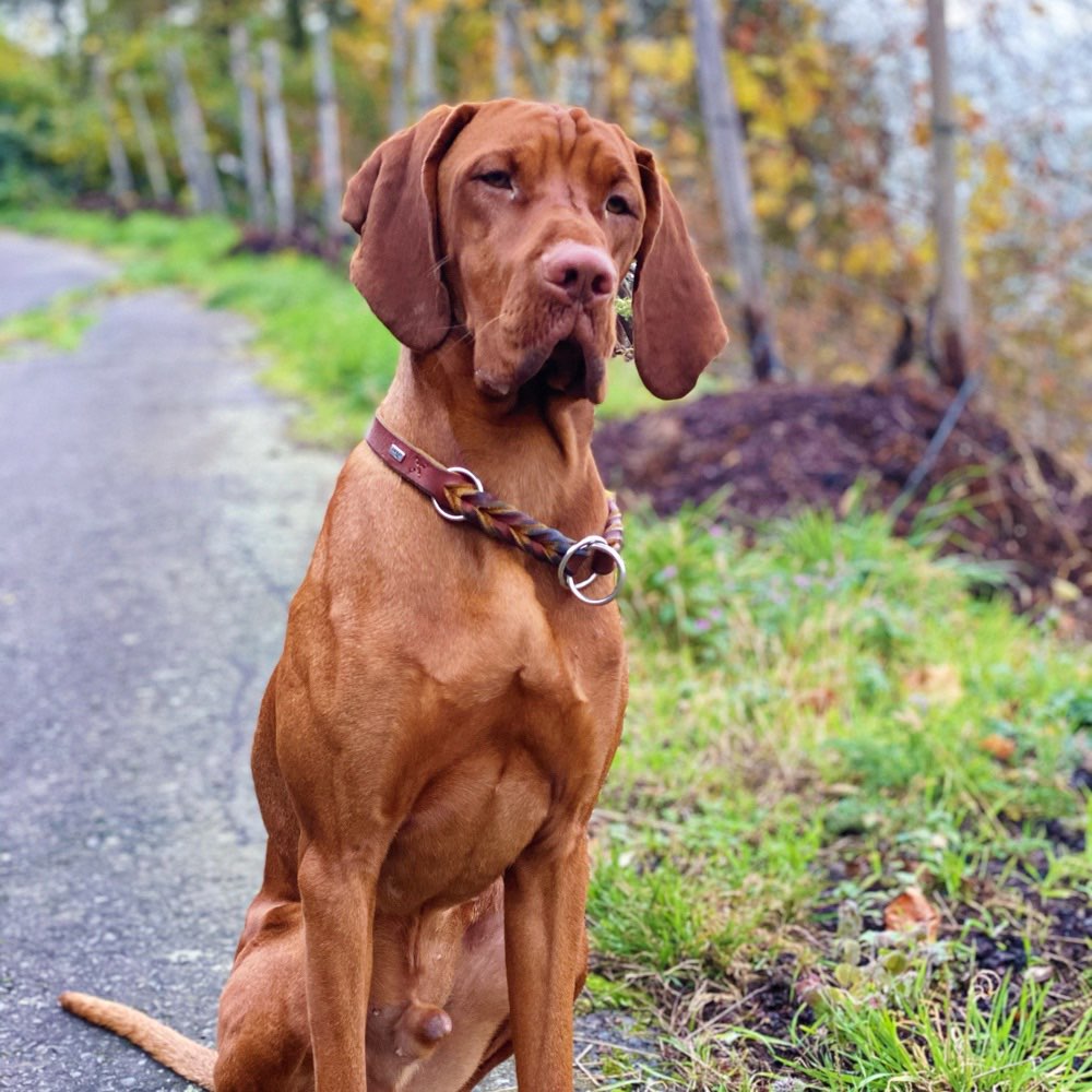 Hundetreffen-Gemeinsame Gassirunden / Spielrunden-Profilbild