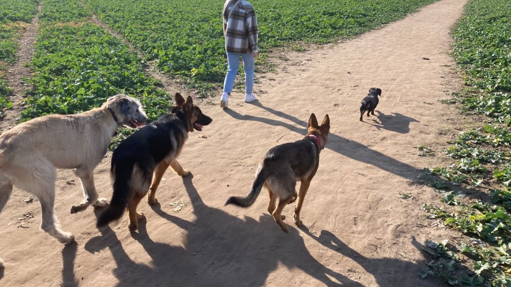 Hundetreffen-Spielrunde Marienfelde für größere Hunde-Profilbild