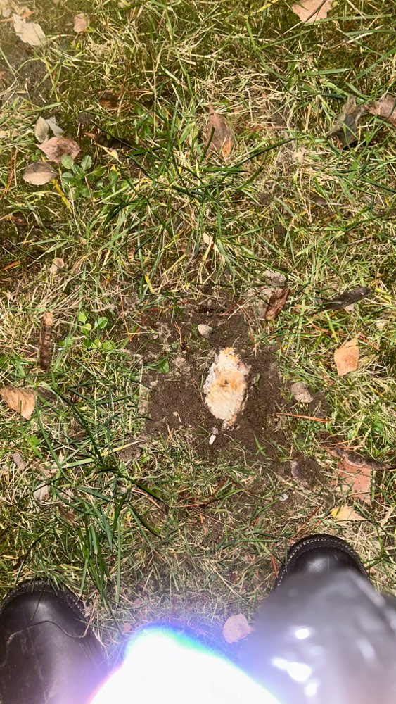 Giftköder-Vergrabenes Stück Fleisch-Profilbild