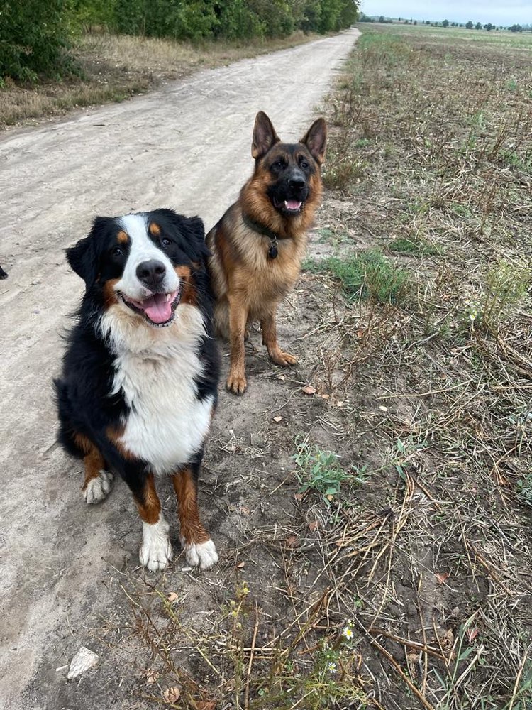 Hundetreffen-Social Walk-Profilbild