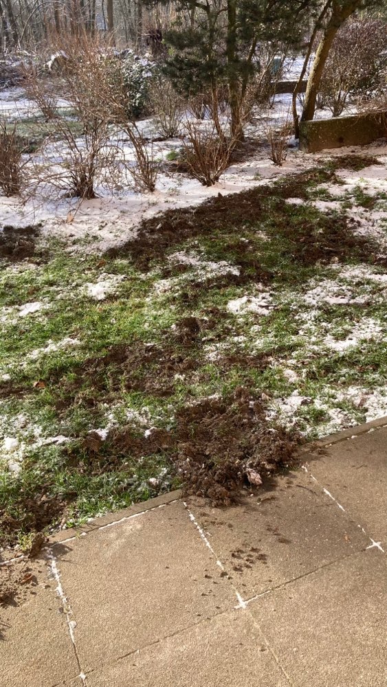 Giftköder-Wildschweine-Profilbild