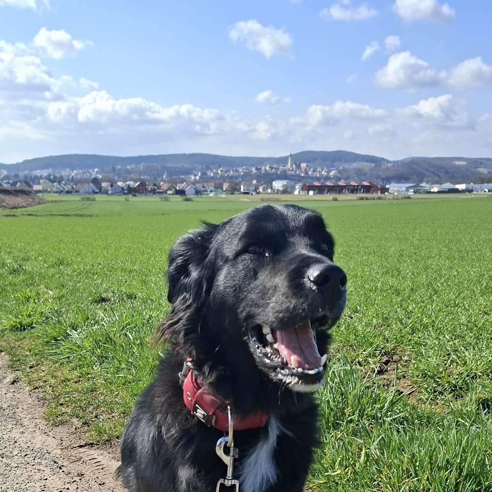 Hundetreffen-Gassi- und Spieletreff Raum Nabburg-Profilbild