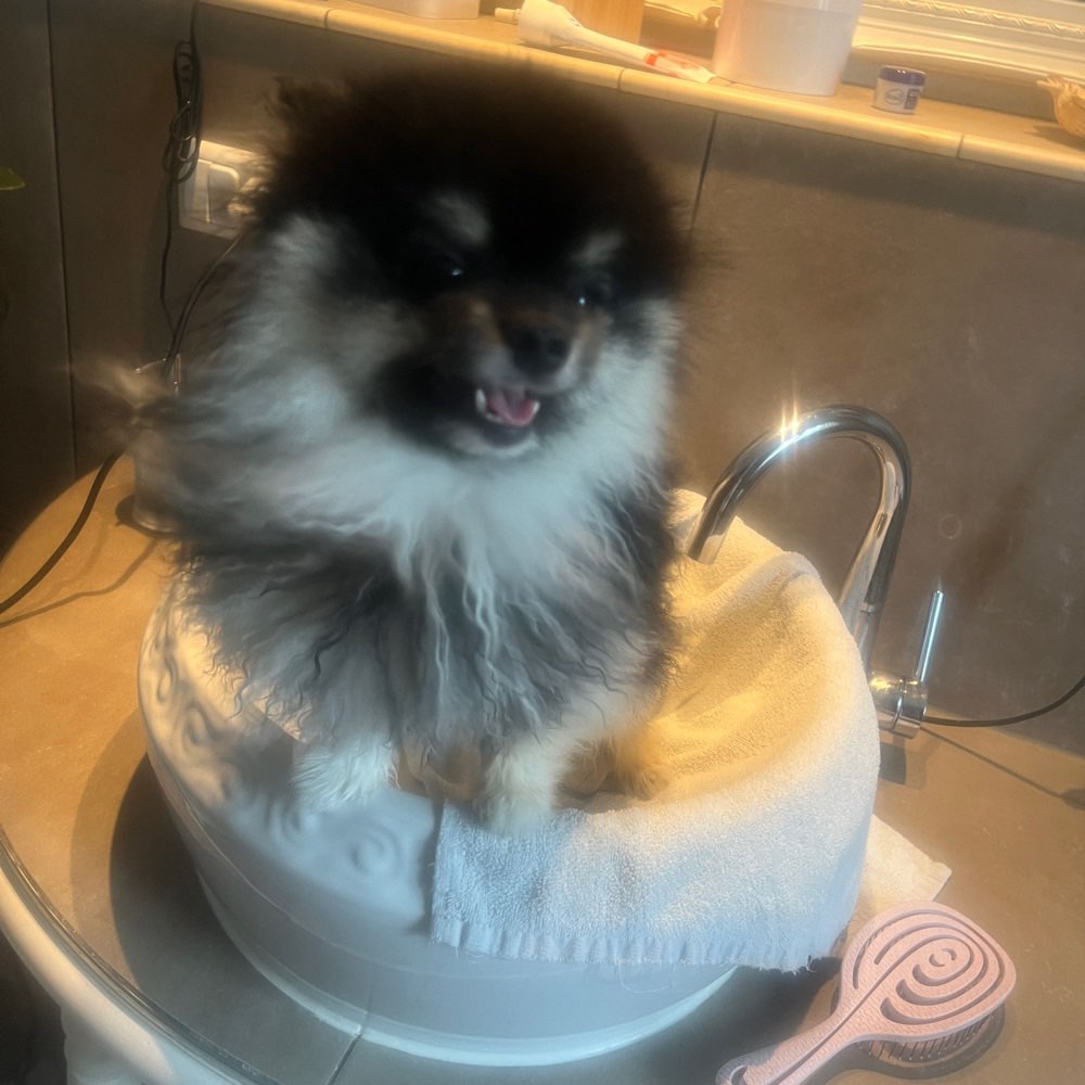 Hundetreffen-Spielpartner gesucht-Profilbild