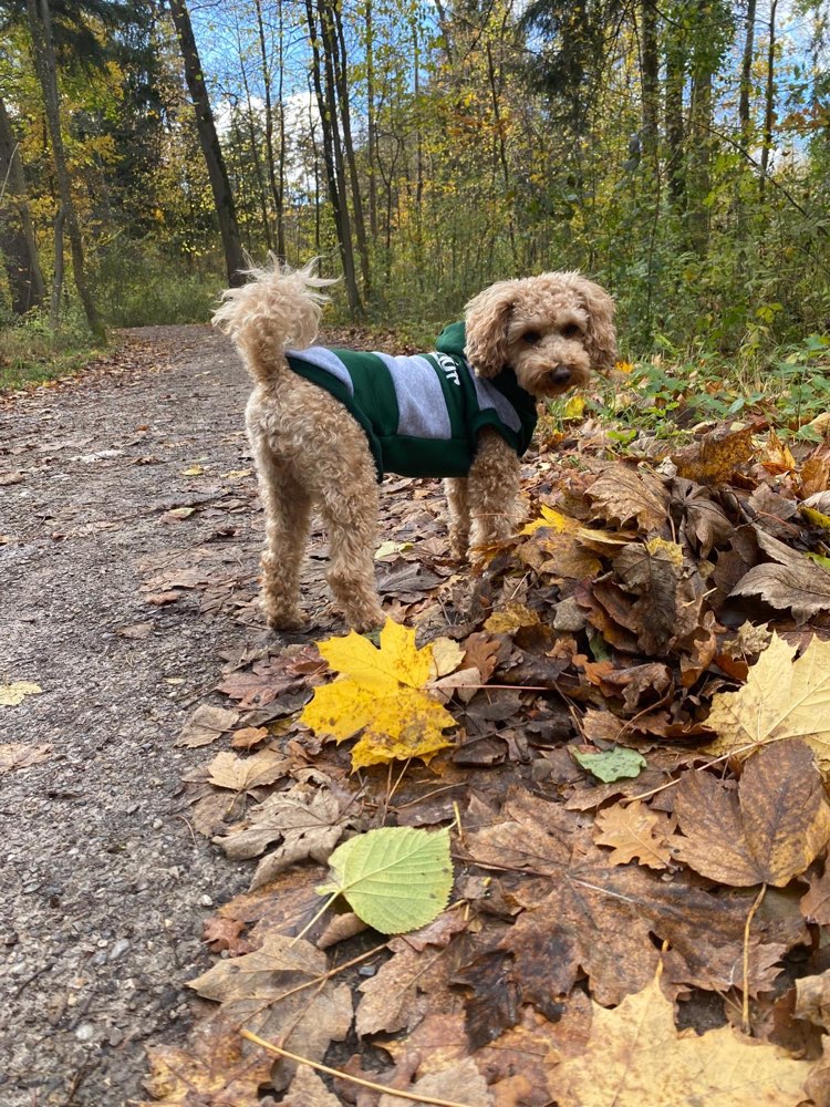 Hundetreffen-Pudeltreff-Profilbild