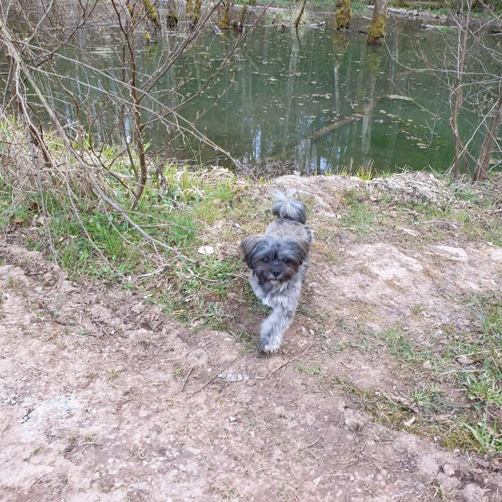 Hundetreffen-Lucky sucht Spielgefährten :)-Profilbild