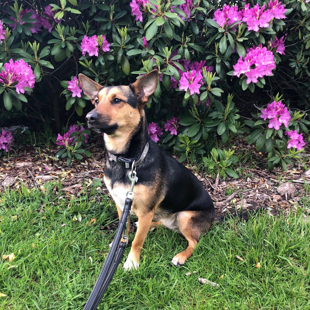 Hundetreffen-Bella sucht Spielkameraden-Profilbild