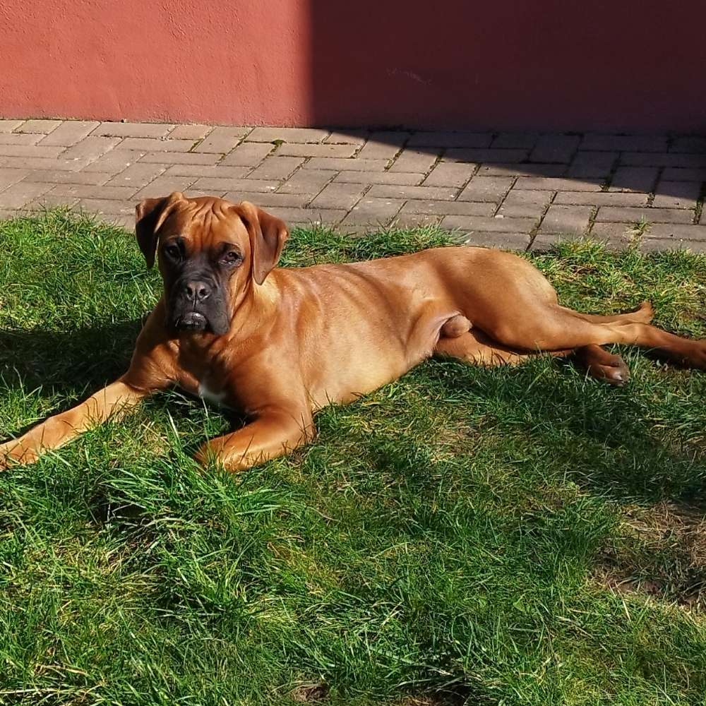 Hundetreffen-Spiel- und Lerntreffen-Profilbild