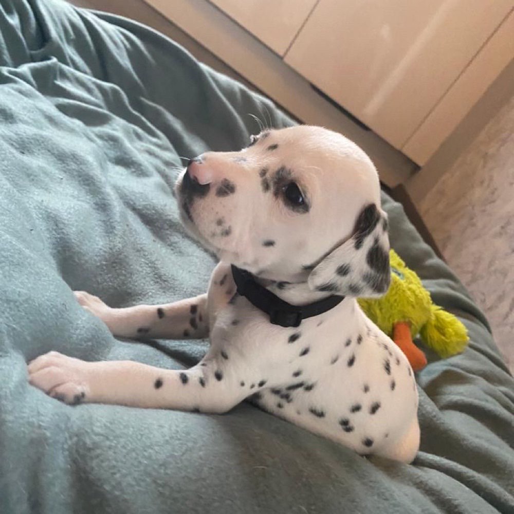 Hundetreffen-Welpentreffen in Pulheim/Köln-Profilbild