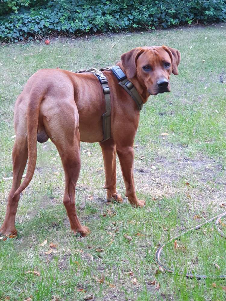 Hundetreffen-Spielkumpel gesucht-Profilbild