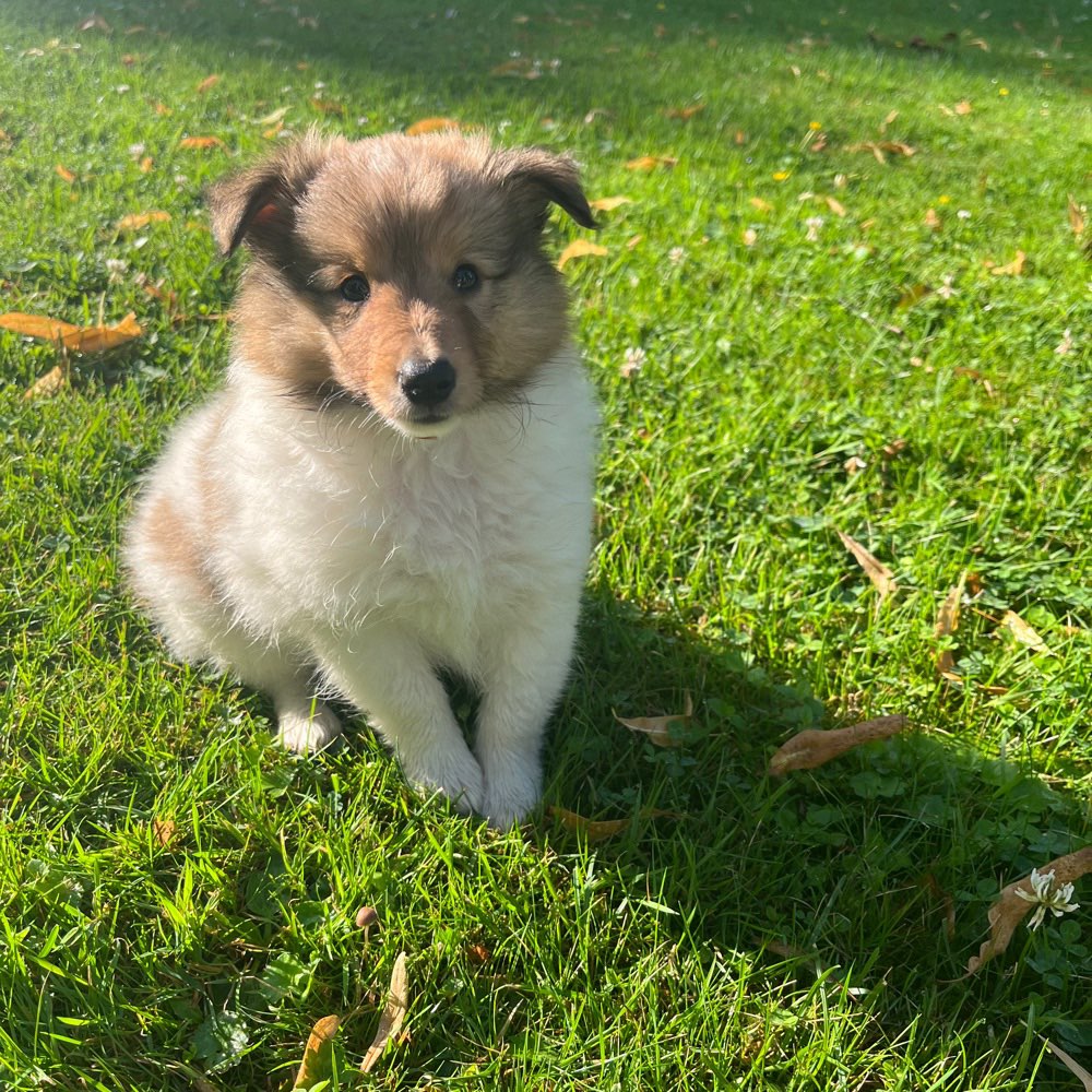 Hundetreffen-Welpentreffen Paderborn-Mitte-Profilbild