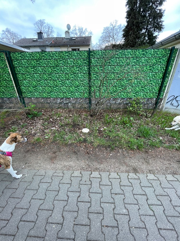 Giftköder-Großes Stück Fleisch-Profilbild