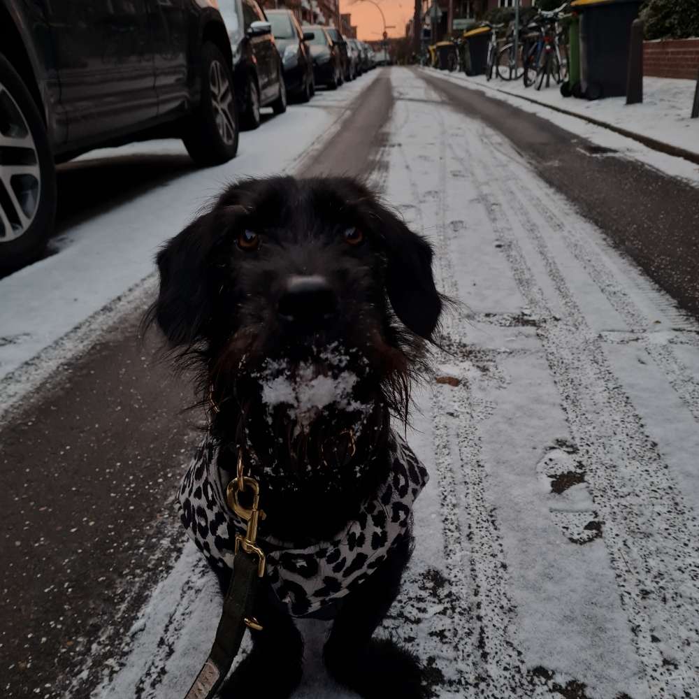 Hundetreffen-Kleiner Chaot sucht Trainingspartner-Profilbild