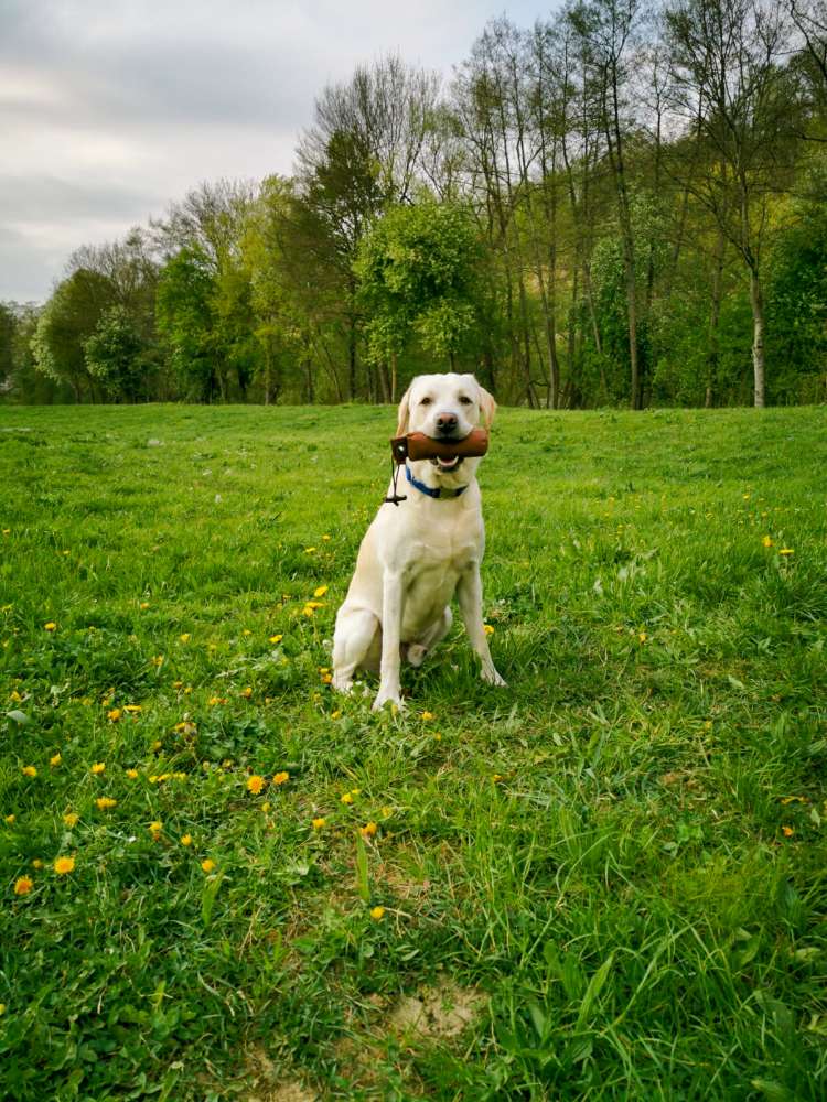 Hundetreffen-Gemeinsames Dummytraining-Profilbild