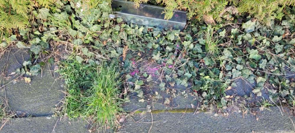 Giftköder-Rattengift-Profilbild