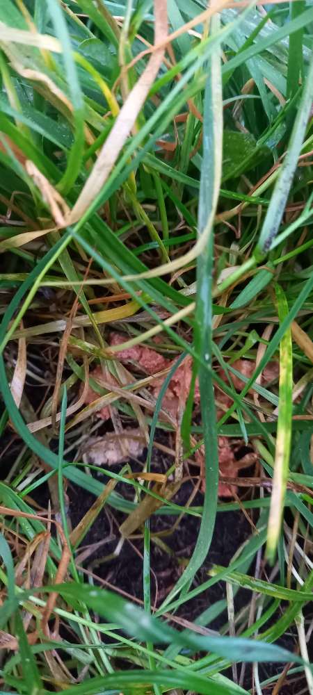 Giftköder-Eventuell Giftköder-Profilbild