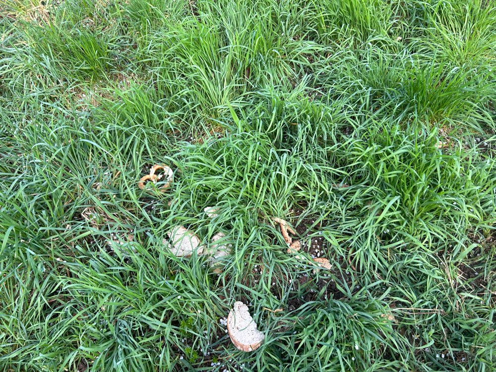 Giftköder-Brot&Brezelreste-Profilbild