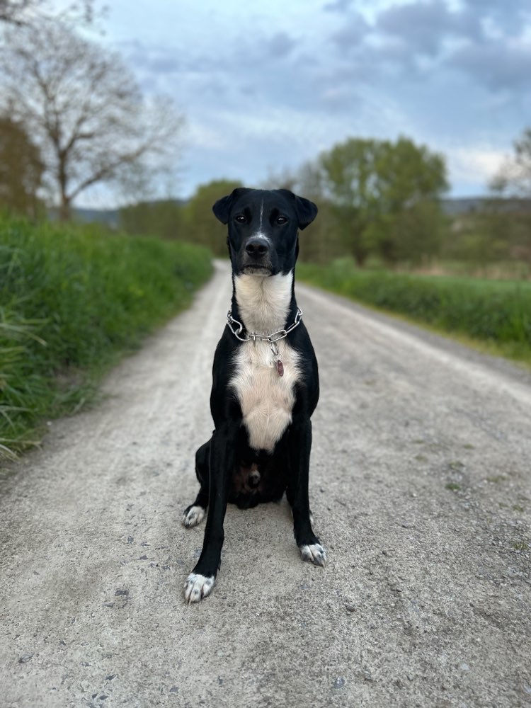 Hundetreffen-Spiele/Gassi Runde-Profilbild