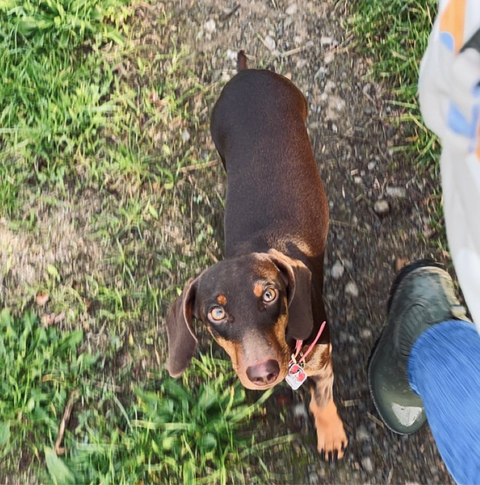 Hundetreffen-Gassitreffen und Begegnungstraining-Profilbild