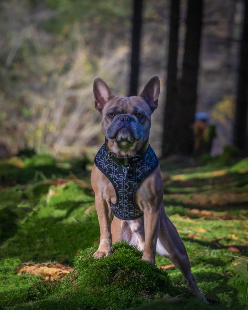 Hundetreffen-Spaziergang + Fotos-Profilbild