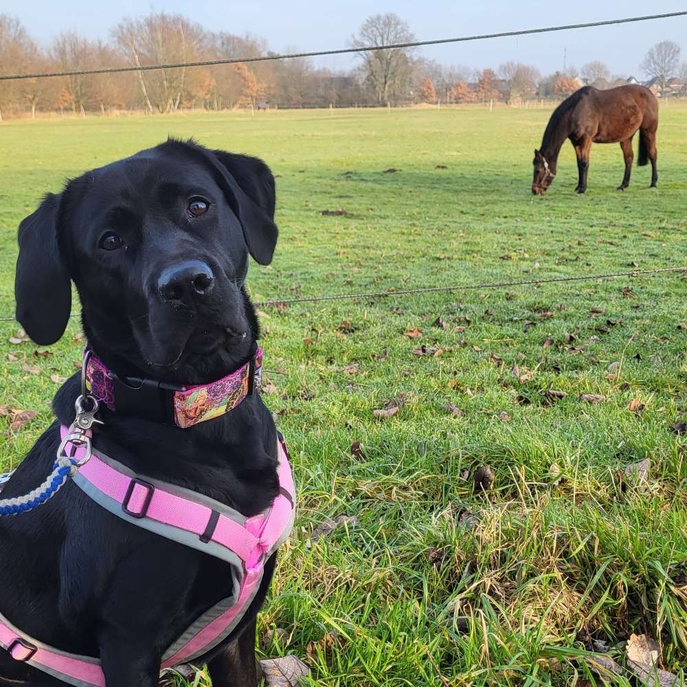 Hundetreffen-Gassi / Spielkameraden gesucht-Profilbild
