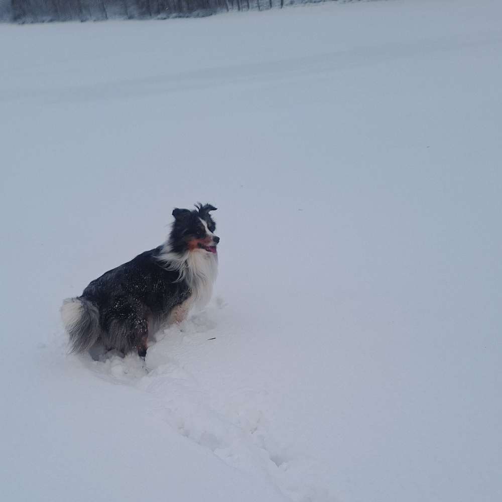 Hundetreffen-Leopoldstal-Profilbild