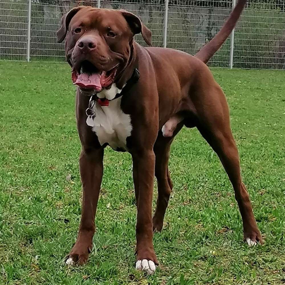 Hundetreffen-Spiel-Kameradin gesucht!-Profilbild