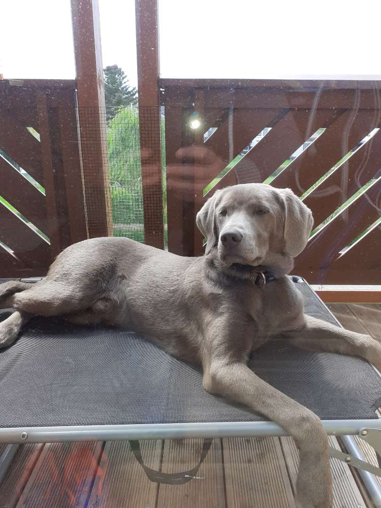 Hundetreffen-Oskar sucht Freunde-Profilbild
