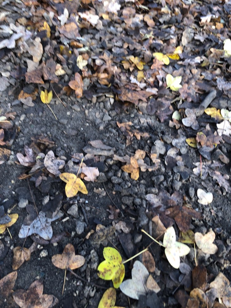 Giftköder-Trockenfutter unter Blättern Humboldthai-Profilbild