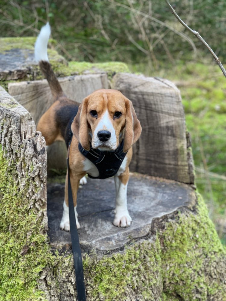 Hund im Dschungel Banner