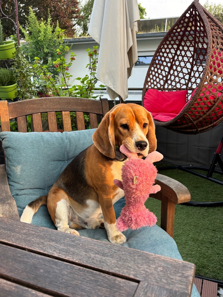 Hundetreffen-Spiele-Treffen unter Beagles-Profilbild